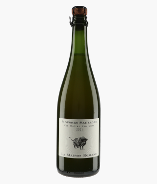 Mousses Sauvages Cueillettes d'Automne