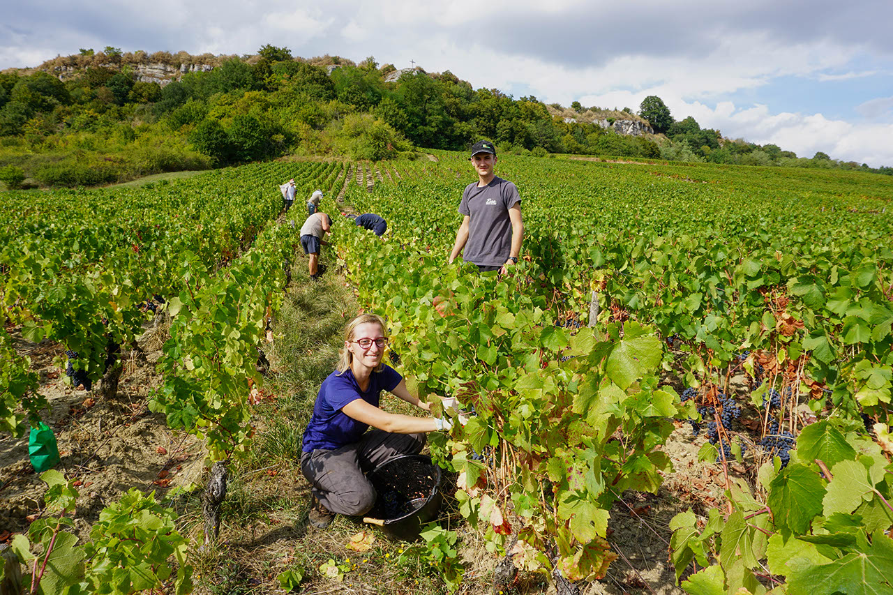 Domaine Nicolas